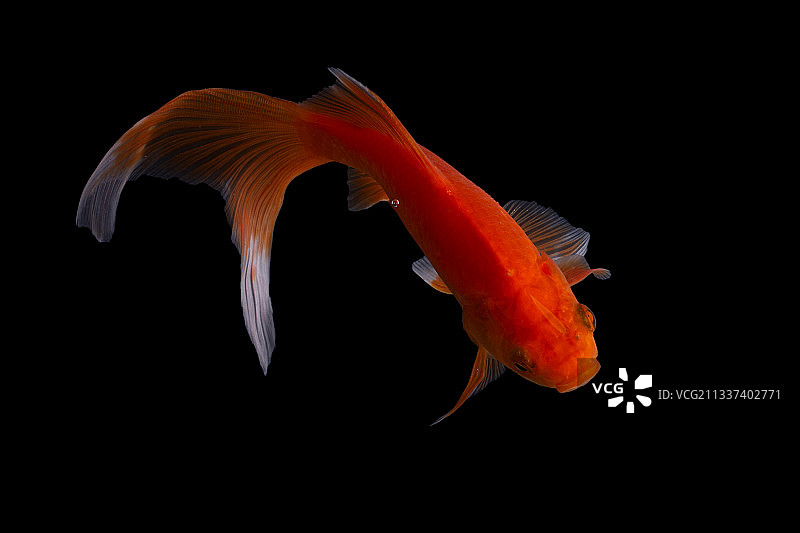 在黑色背景的水面游泳的锦鲤，印度尼西亚玛琅图片素材
