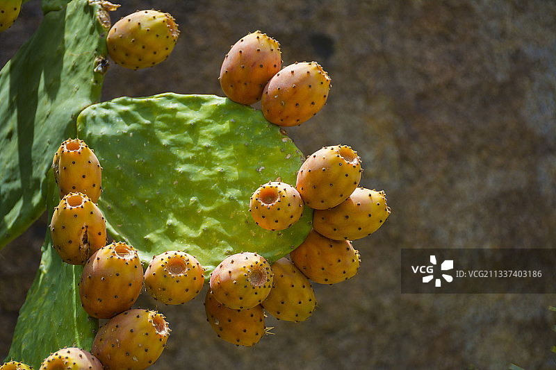 仙人掌特写图片素材