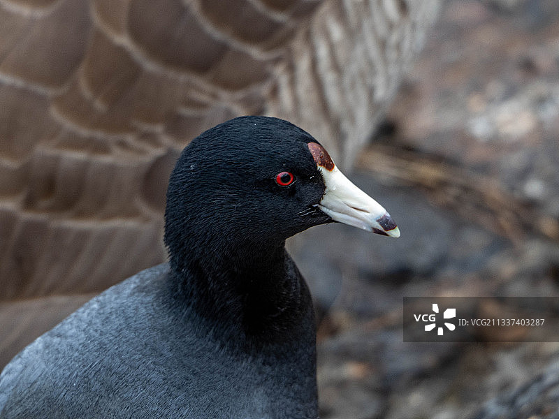 美国白骨顶鸡特写图片素材