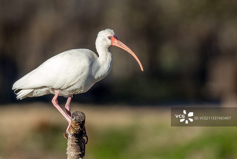 鹮栖息在树枝上，美国德克萨斯州休斯顿图片素材