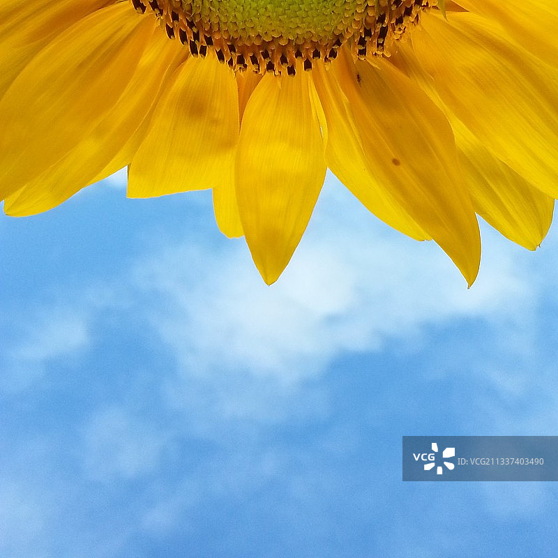 天空背景下的向日葵仰视图片素材
