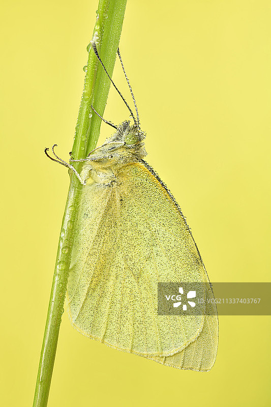 叶子上的蝴蝶特写图片素材