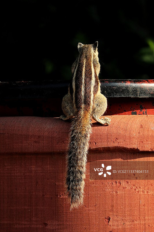 木头上蜥蜴特写，印度北方邦阿格拉图片素材