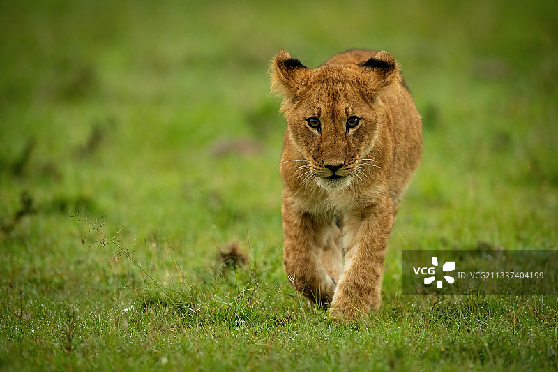 小狮子在草地上抬爪行走，肯尼亚马赛马拉纳罗克图片素材