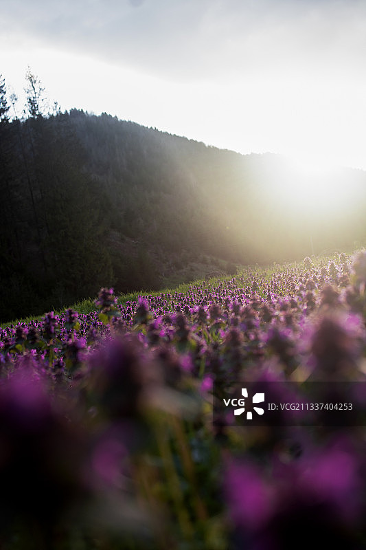 在天空的映衬下，观赏田野上的开花植物图片素材