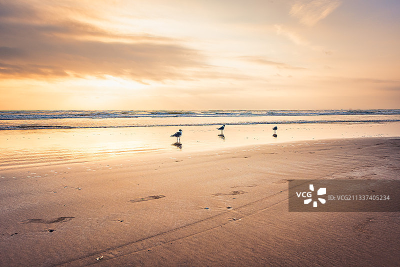 笑鸥的金色日出图片素材