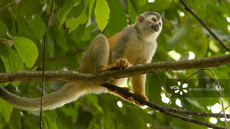 红色松鼠坐在树上的低角度视图，哥斯达黎加图片素材