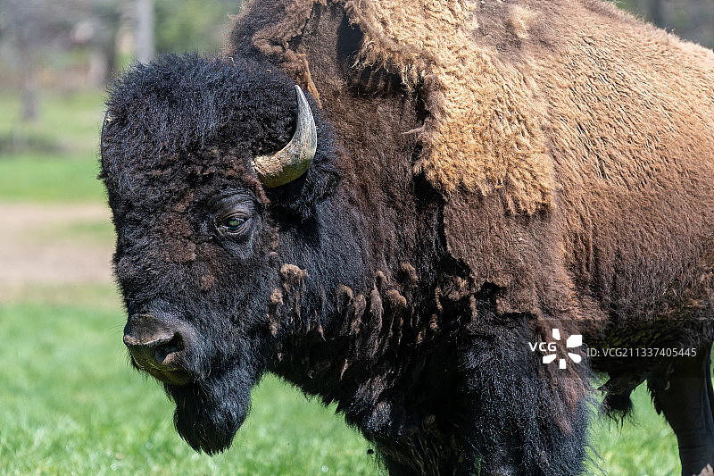 年老的野牛公牛特写图片素材