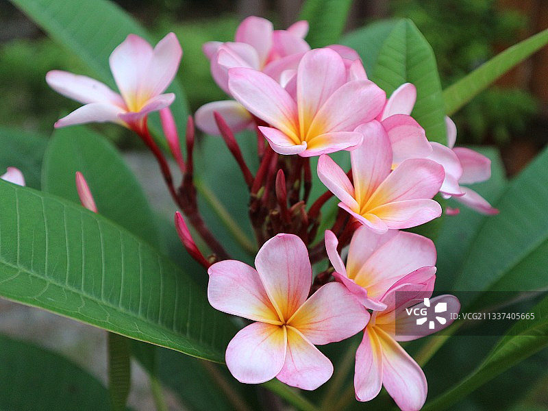 特写的粉红色开花植物图片素材