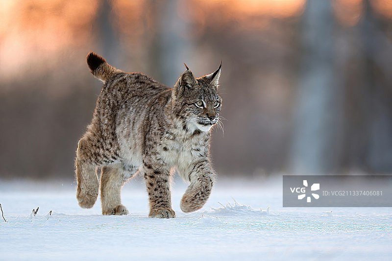 雪地里行走的野猫侧视图图片素材