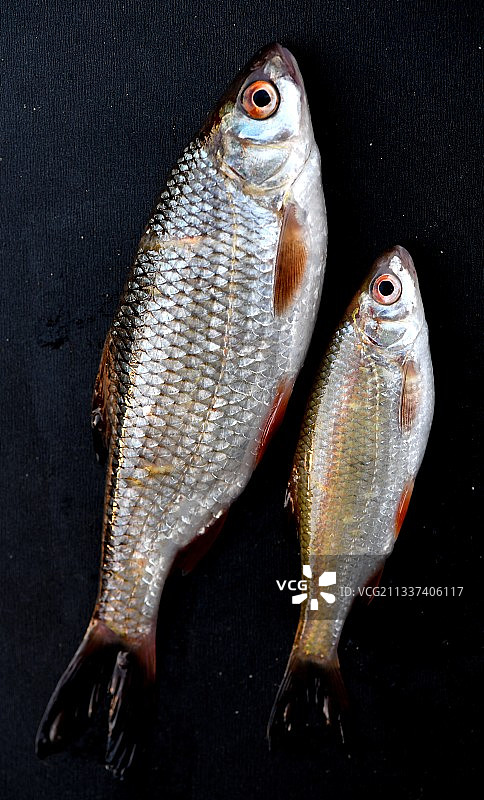 法国蒙卡雷的两条鱼图片素材