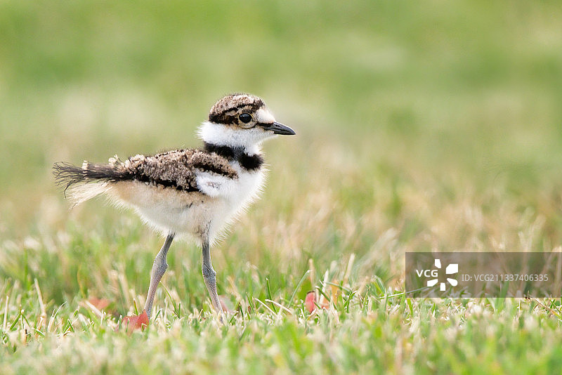 鸻鸟栖息在草地上的特写镜头图片素材