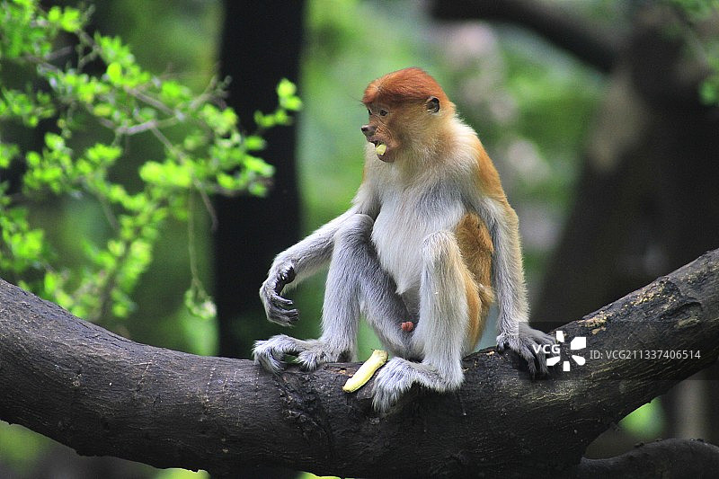 仰视坐在树上的长鼻猴图片素材