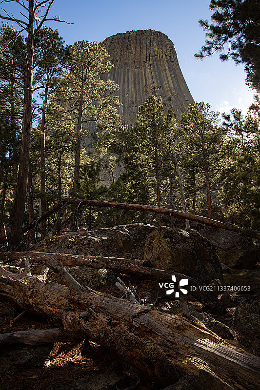 森林中树木仰视角度，魔鬼塔，怀俄明州，美国图片素材