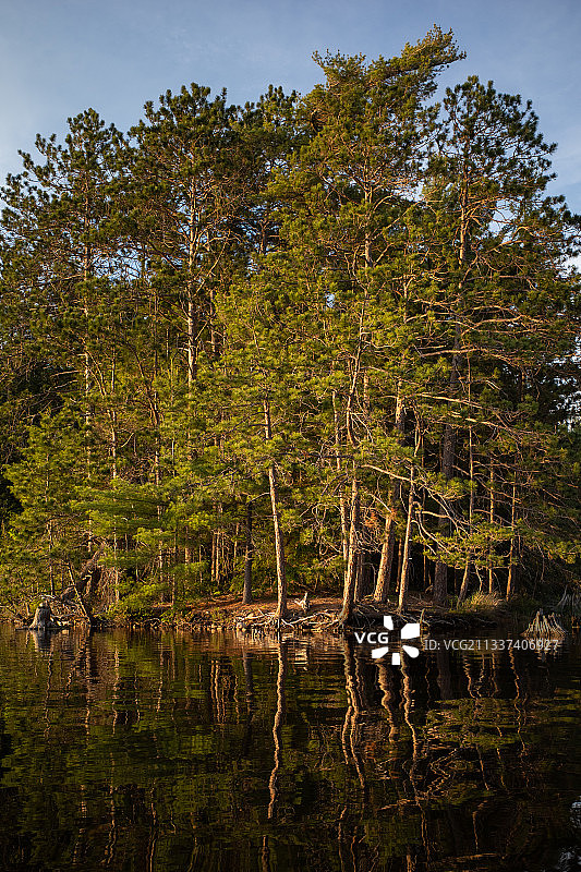 加拿大安大略省森林中湖边的树木图片素材