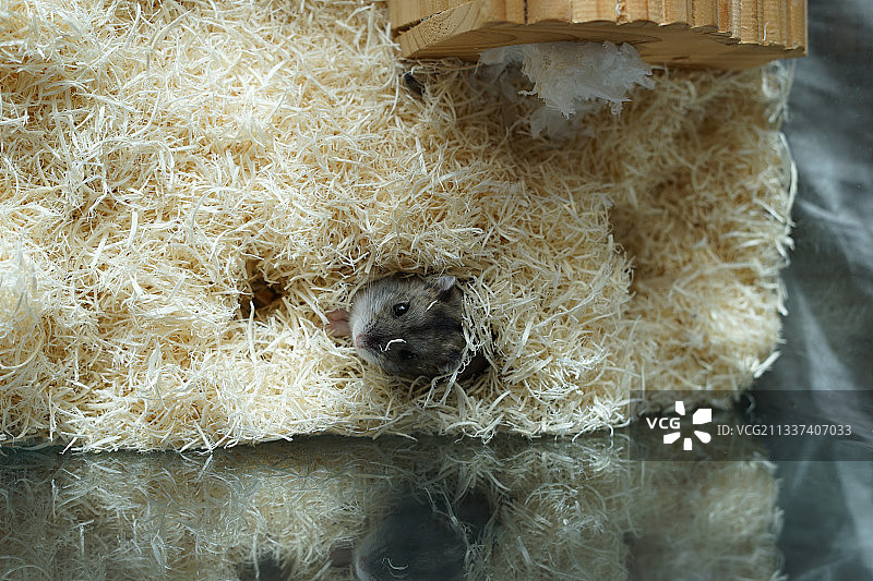 笼子里俯视的加卡利亚仓鼠与木屑图片素材
