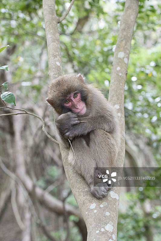 坐在树上的日本猕猴的低角度景观图片素材