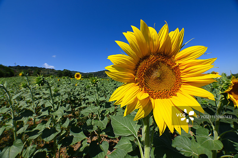 意大利晴空下田野中的向日葵特写图片素材