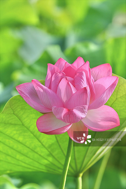 粉红色睡莲的特写图片素材