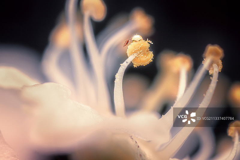 哈萨克斯坦：模糊背景下的花朵特写图片素材