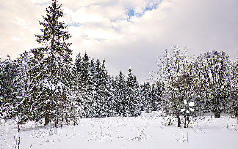 俄罗斯雪原上的树木图片素材