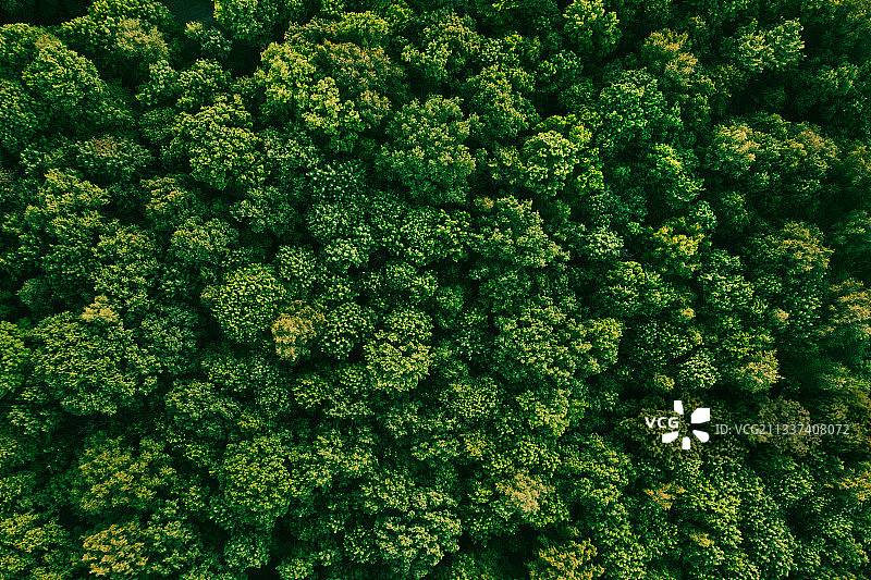 森林中的树木全景图片素材