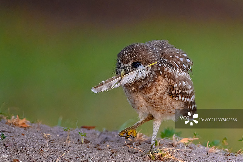 猛禽栖息在田野上的特写，美国佛罗里达州珊瑚角图片素材