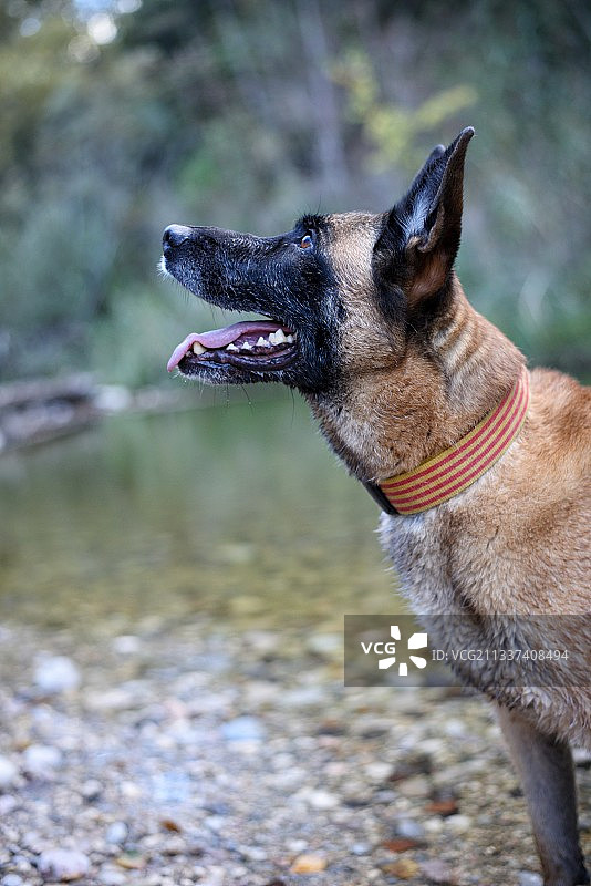 绵羊犬站在湖边眺望远方特写图片素材