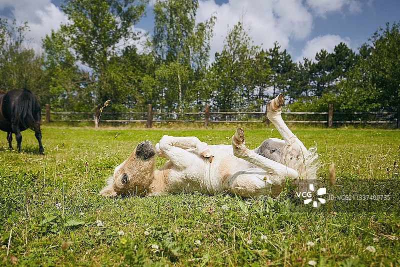 草地上仰卧的迷你马驹图片素材