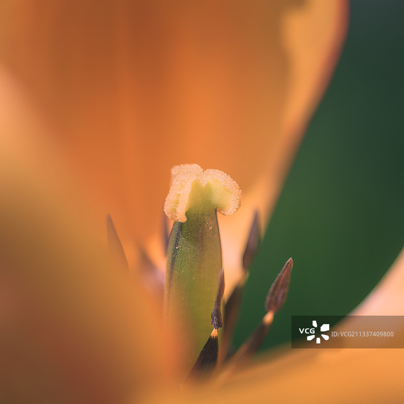 德国汉堡的橙色花朵特写图片素材