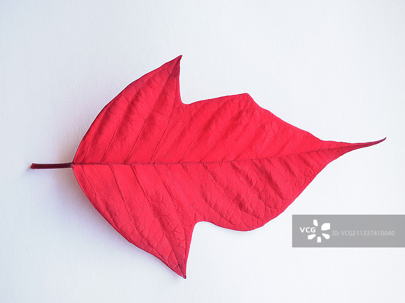 白色背景上的红叶特写图片素材