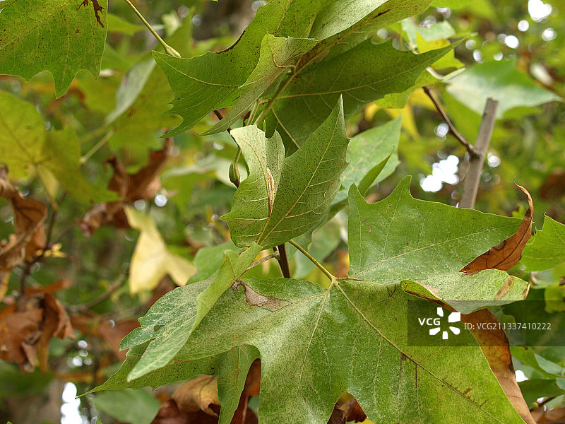 植物上的新鲜绿叶特写图片素材
