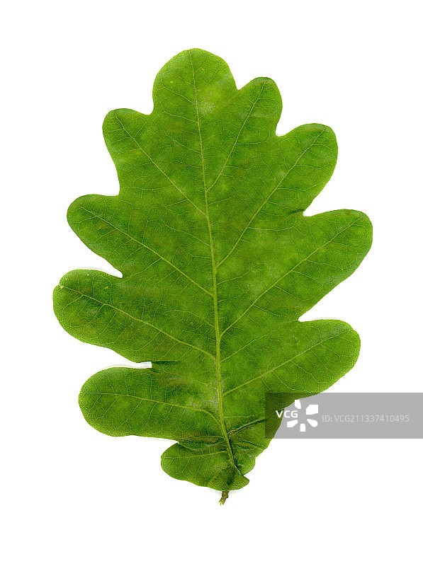 白色背景下的树叶特写图片素材