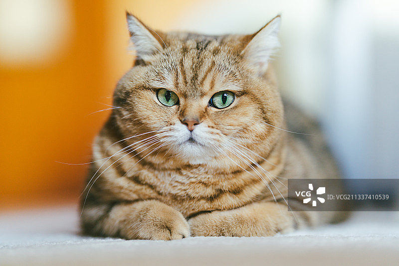 猫的特写肖像图片素材