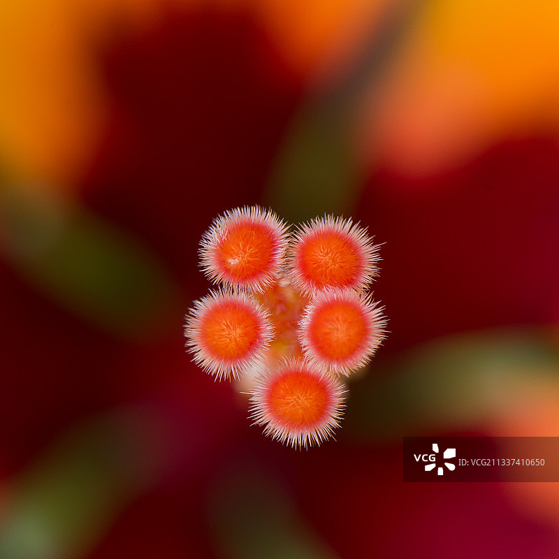 木槿花特写图片素材