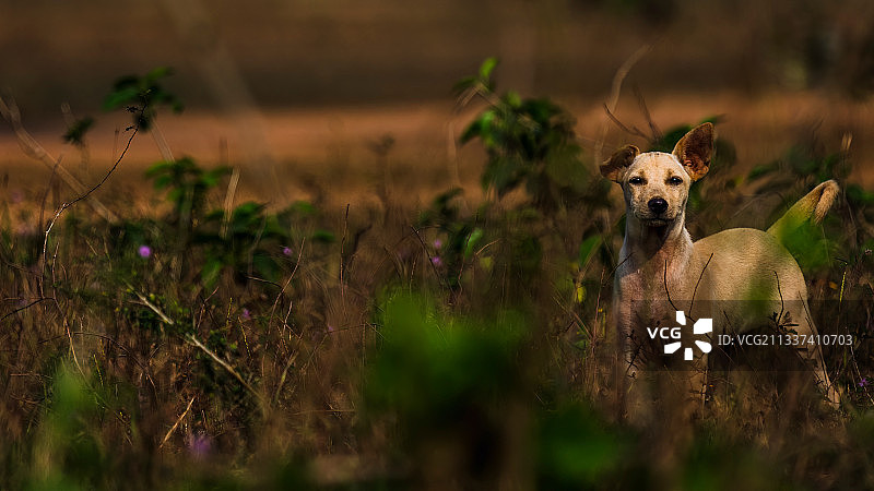 田野上的狗肖像图片素材