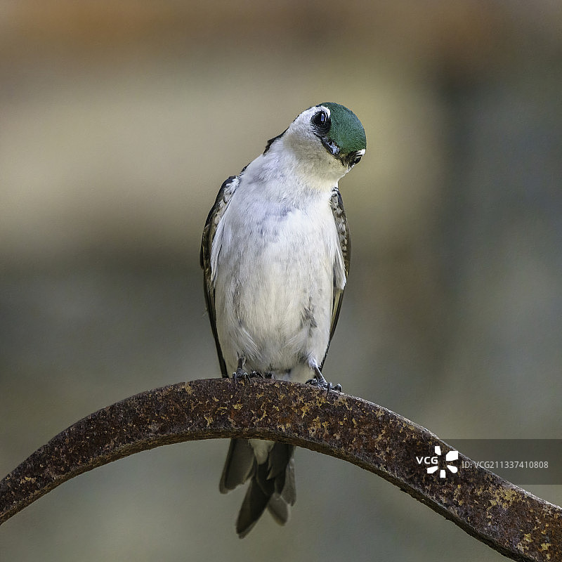栖息在树枝上的嘲鸫特写，美国加利福尼亚州旧金山图片素材