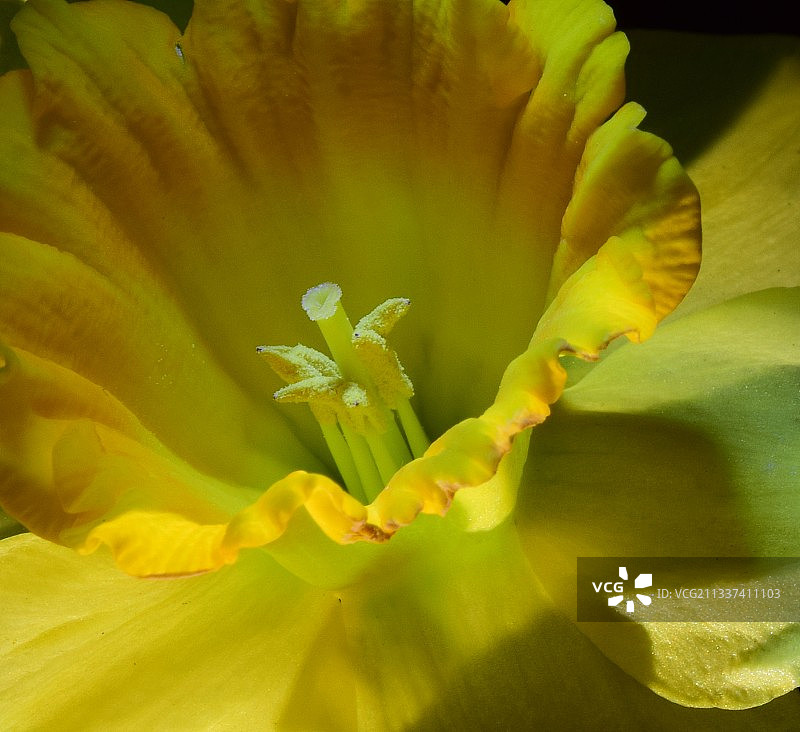 黄色开花植物特写图片素材