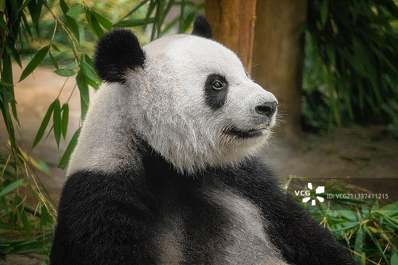 你好大熊猫图片素材