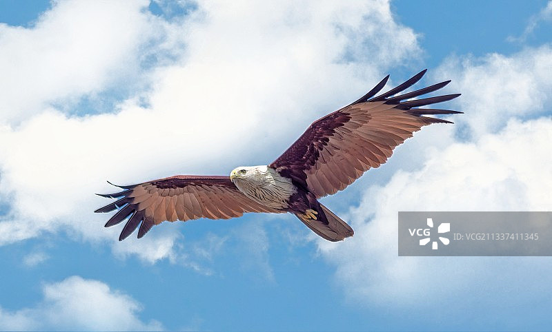 飞翔的老鹰的低角度景观图片素材