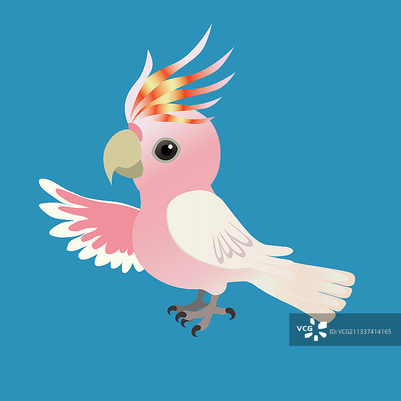 可爱米切尔凤头鹦鹉图片素材