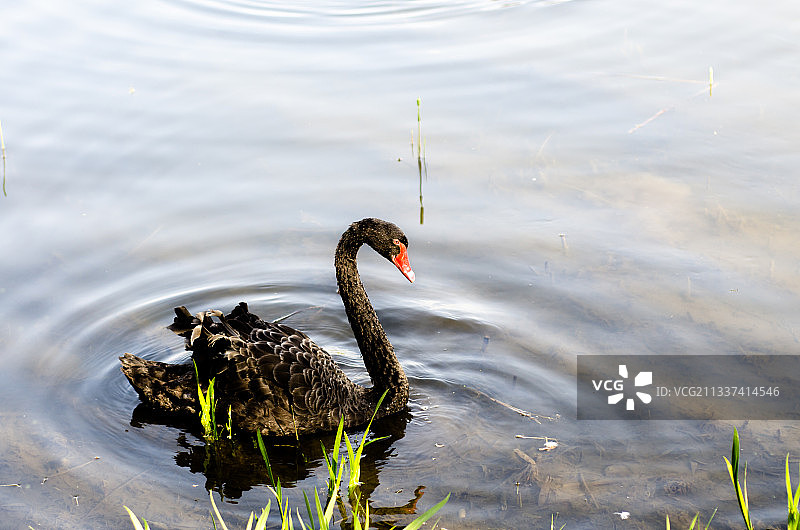 圆明园里的黑天鹅图片素材