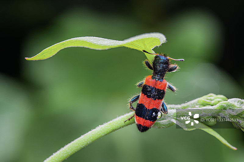 遮风挡雨------红斑郭公虫图片素材