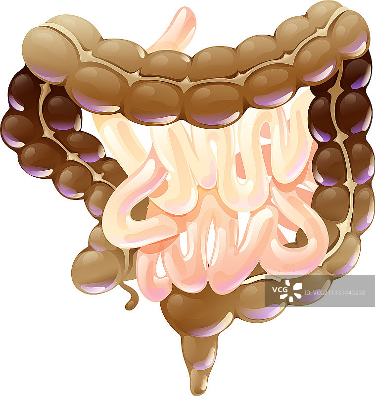 卡通风格的小肠和结肠（独立元素）图片素材