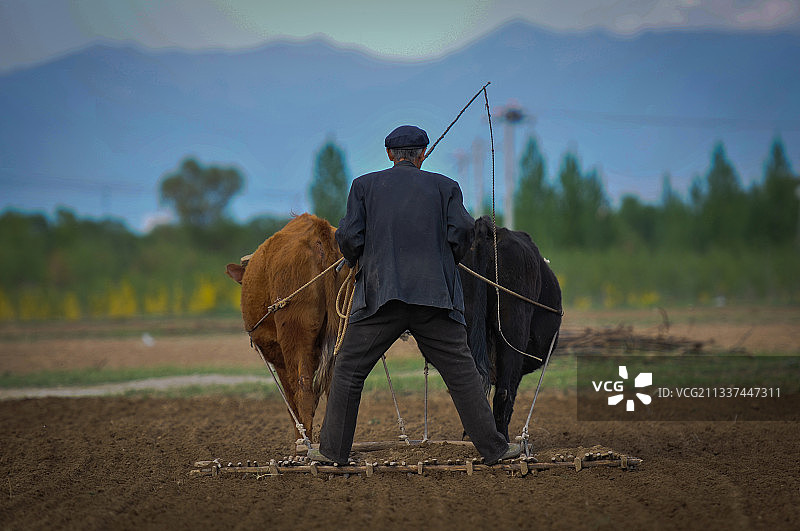 【老农民•黄土地】图片素材