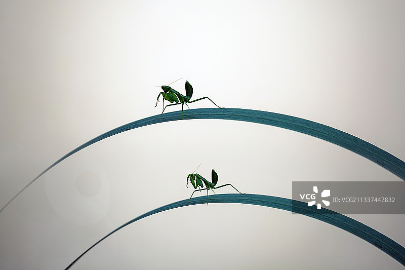 二重唱图片素材