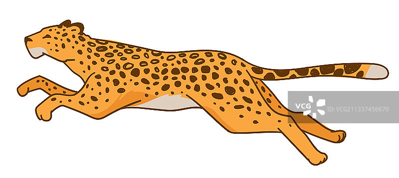 奔跑的猎豹或豹子图片素材