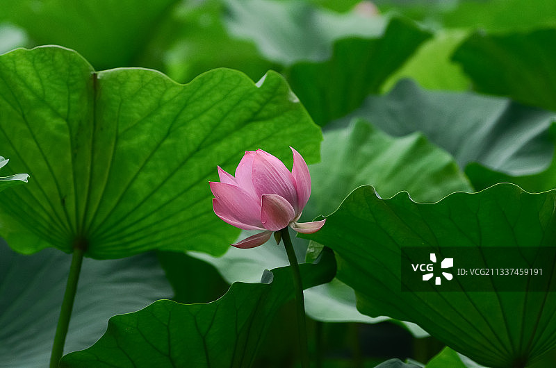 圆明园的荷花图片素材