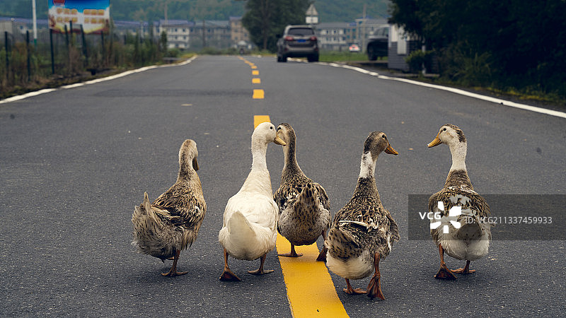 逛街的鸭子图片素材