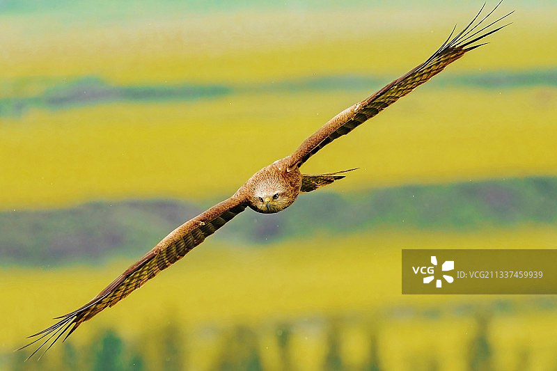 翱翔的黒鸢图片素材